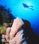 Lost Reef Scuba Diving