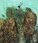 Dual Reef Snorkeling