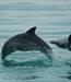 Wild Dolphin Encounter