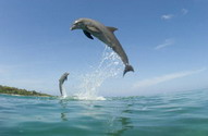 Interact with Wild Dolphins